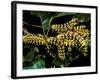 Silk Moth Caterpillars, Ankarana Special Reserve, Madagascar-Pete Oxford-Framed Photographic Print