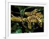 Silk Moth Caterpillars, Ankarana Special Reserve, Madagascar-Pete Oxford-Framed Photographic Print