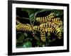 Silk Moth Caterpillars, Ankarana Special Reserve, Madagascar-Pete Oxford-Framed Photographic Print