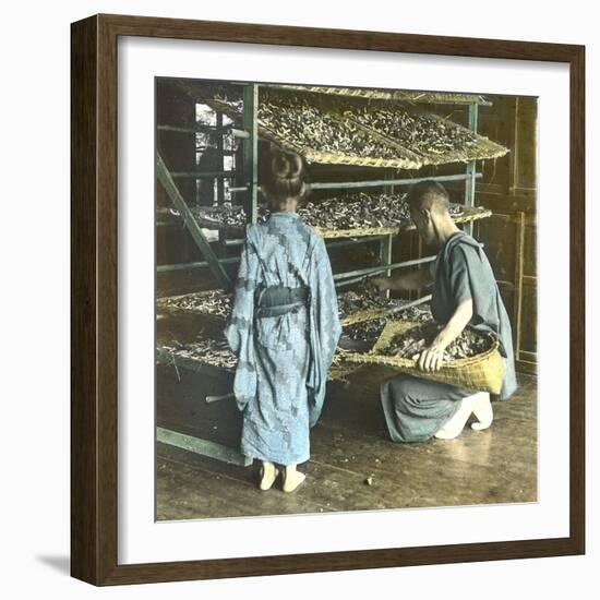 Silkworm Farming, Japan, 1900-1905-Leon, Levy et Fils-Framed Photographic Print