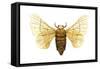 Silkworm Moth (Bombyx Mori), Chinese Silkworm, Insects-Encyclopaedia Britannica-Framed Stretched Canvas