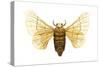 Silkworm Moth (Bombyx Mori), Chinese Silkworm, Insects-Encyclopaedia Britannica-Stretched Canvas