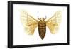 Silkworm Moth (Bombyx Mori), Chinese Silkworm, Insects-Encyclopaedia Britannica-Framed Poster