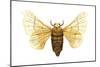 Silkworm Moth (Bombyx Mori), Chinese Silkworm, Insects-Encyclopaedia Britannica-Mounted Poster