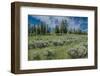 Silky lupine and Engelmann spruce trees, Yellowstone River Picnic Area, Yellowstone NP, Wyoming-Roddy Scheer-Framed Photographic Print