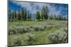 Silky lupine and Engelmann spruce trees, Yellowstone River Picnic Area, Yellowstone NP, Wyoming-Roddy Scheer-Mounted Photographic Print