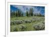 Silky lupine and Engelmann spruce trees, Yellowstone River Picnic Area, Yellowstone NP, Wyoming-Roddy Scheer-Framed Photographic Print