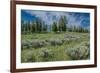 Silky lupine and Engelmann spruce trees, Yellowstone River Picnic Area, Yellowstone NP, Wyoming-Roddy Scheer-Framed Photographic Print