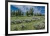 Silky lupine and Engelmann spruce trees, Yellowstone River Picnic Area, Yellowstone NP, Wyoming-Roddy Scheer-Framed Photographic Print