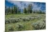 Silky lupine and Engelmann spruce trees, Yellowstone River Picnic Area, Yellowstone NP, Wyoming-Roddy Scheer-Mounted Photographic Print