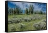 Silky lupine and Engelmann spruce trees, Yellowstone River Picnic Area, Yellowstone NP, Wyoming-Roddy Scheer-Framed Stretched Canvas