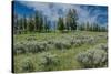 Silky lupine and Engelmann spruce trees, Yellowstone River Picnic Area, Yellowstone NP, Wyoming-Roddy Scheer-Stretched Canvas