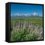 Silky lupine, Lunch Tree Hill, Grand Teton National Park, Wyoming, Usa.-Roddy Scheer-Framed Stretched Canvas