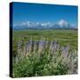 Silky lupine, Lunch Tree Hill, Grand Teton National Park, Wyoming, Usa.-Roddy Scheer-Stretched Canvas