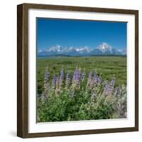 Silky lupine, Lunch Tree Hill, Grand Teton National Park, Wyoming, Usa.-Roddy Scheer-Framed Photographic Print