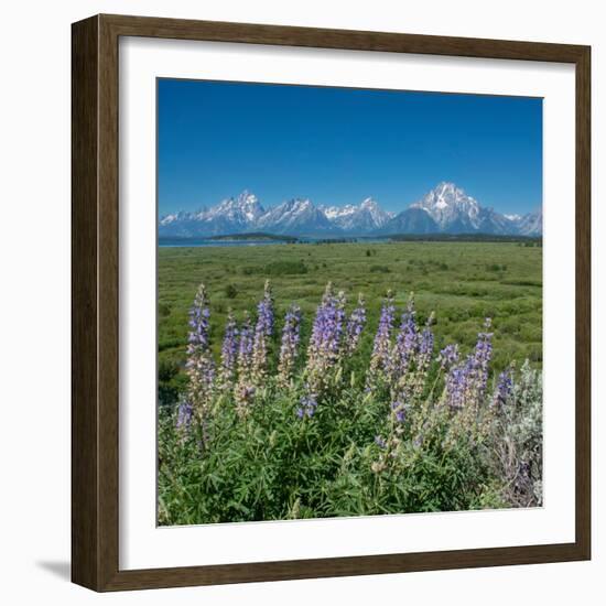 Silky lupine, Lunch Tree Hill, Grand Teton National Park, Wyoming, Usa.-Roddy Scheer-Framed Photographic Print
