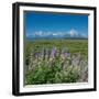 Silky lupine, Lunch Tree Hill, Grand Teton National Park, Wyoming, Usa.-Roddy Scheer-Framed Photographic Print