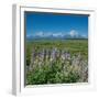 Silky lupine, Lunch Tree Hill, Grand Teton National Park, Wyoming, Usa.-Roddy Scheer-Framed Photographic Print