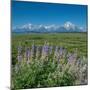 Silky lupine, Lunch Tree Hill, Grand Teton National Park, Wyoming, Usa.-Roddy Scheer-Mounted Photographic Print