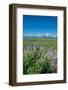 Silky lupine, Lunch Tree Hill, Grand Teton National Park, Wyoming, Usa.-Roddy Scheer-Framed Photographic Print