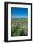 Silky lupine, Lunch Tree Hill, Grand Teton National Park, Wyoming, Usa.-Roddy Scheer-Framed Photographic Print