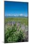 Silky lupine, Lunch Tree Hill, Grand Teton National Park, Wyoming, Usa.-Roddy Scheer-Mounted Photographic Print