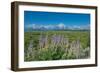 Silky lupine, Lunch Tree Hill, Grand Teton National Park, Wyoming, Usa.-Roddy Scheer-Framed Photographic Print