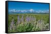 Silky lupine, Lunch Tree Hill, Grand Teton National Park, Wyoming, Usa.-Roddy Scheer-Framed Stretched Canvas