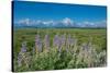 Silky lupine, Lunch Tree Hill, Grand Teton National Park, Wyoming, Usa.-Roddy Scheer-Stretched Canvas