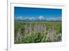 Silky lupine, Lunch Tree Hill, Grand Teton National Park, Wyoming, Usa.-Roddy Scheer-Framed Photographic Print