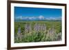 Silky lupine, Lunch Tree Hill, Grand Teton National Park, Wyoming, Usa.-Roddy Scheer-Framed Photographic Print