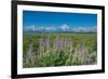 Silky lupine, Lunch Tree Hill, Grand Teton National Park, Wyoming, Usa.-Roddy Scheer-Framed Photographic Print