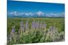 Silky lupine, Lunch Tree Hill, Grand Teton National Park, Wyoming, Usa.-Roddy Scheer-Mounted Photographic Print