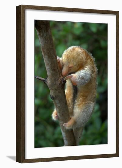 Silky - Pygmy Anteater (Cyclopes Didactylus) In Caroni Swamp, Trinidad-Barrie Britton-Framed Photographic Print