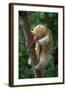 Silky - Pygmy Anteater (Cyclopes Didactylus) In Caroni Swamp, Trinidad-Barrie Britton-Framed Photographic Print