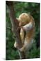 Silky - Pygmy Anteater (Cyclopes Didactylus) In Caroni Swamp, Trinidad-Barrie Britton-Mounted Photographic Print