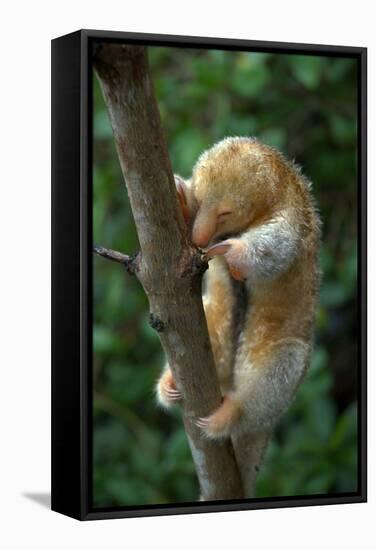 Silky - Pygmy Anteater (Cyclopes Didactylus) In Caroni Swamp, Trinidad-Barrie Britton-Framed Stretched Canvas