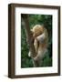 Silky - Pygmy Anteater (Cyclopes Didactylus) In Caroni Swamp, Trinidad-Barrie Britton-Framed Photographic Print