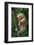 Silky - Pygmy Anteater (Cyclopes Didactylus) In Caroni Swamp, Trinidad-Barrie Britton-Framed Photographic Print