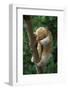 Silky - Pygmy Anteater (Cyclopes Didactylus) In Caroni Swamp, Trinidad-Barrie Britton-Framed Photographic Print