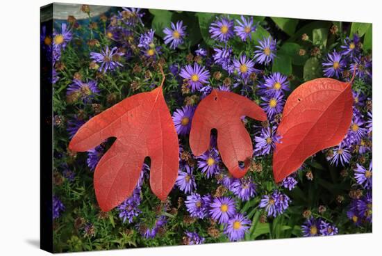Silky Sassafras, Sassafras Albidum, Leaves, Wild Chrysanthemum-Werner Layer-Stretched Canvas