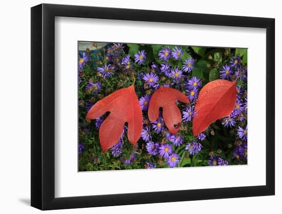 Silky Sassafras, Sassafras Albidum, Leaves, Wild Chrysanthemum-Werner Layer-Framed Photographic Print