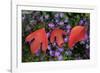 Silky Sassafras, Sassafras Albidum, Leaves, Wild Chrysanthemum-Werner Layer-Framed Photographic Print