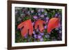 Silky Sassafras, Sassafras Albidum, Leaves, Wild Chrysanthemum-Werner Layer-Framed Photographic Print