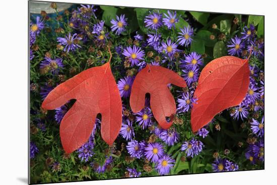 Silky Sassafras, Sassafras Albidum, Leaves, Wild Chrysanthemum-Werner Layer-Mounted Photographic Print