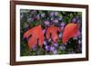 Silky Sassafras, Sassafras Albidum, Leaves, Wild Chrysanthemum-Werner Layer-Framed Photographic Print