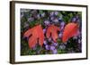 Silky Sassafras, Sassafras Albidum, Leaves, Wild Chrysanthemum-Werner Layer-Framed Photographic Print