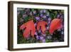 Silky Sassafras, Sassafras Albidum, Leaves, Wild Chrysanthemum-Werner Layer-Framed Photographic Print