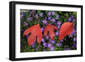 Silky Sassafras, Sassafras Albidum, Leaves, Wild Chrysanthemum-Werner Layer-Framed Photographic Print