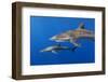 Silky shark, Jardines de la Reina National Park, Caribbean Sea, Cuba-Claudio Contreras-Framed Photographic Print